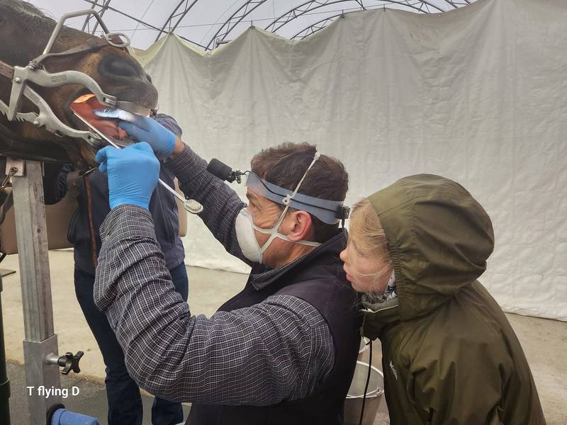 Dr. Marion performing advanced equine dental examination
