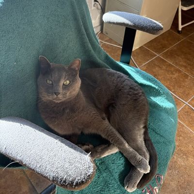 Grays, clinic cat