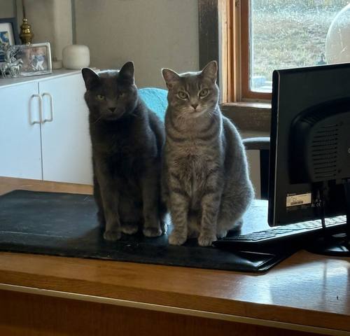 Grays and Torrey, clinic cats