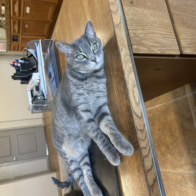 Torrey, clinic cat